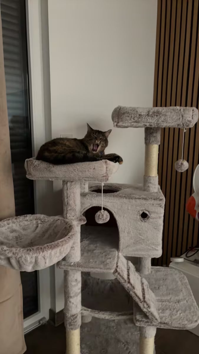 Stabilny drapak 135cm – królestwo, które Twój kot pokocha od pierwszego wejrzenia! 🐾
